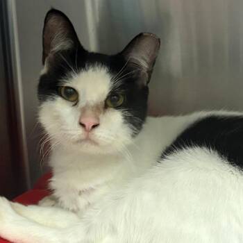 Arthur -  Domestic Short Hair Cat for Adoption in East Hanover, New Jersey - Arthur | PetCurious