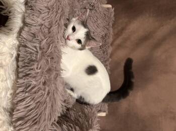 Rescue Domestic Short Hair Cats for Adoption in Lexington, Kentucky - Peach | PetCurious