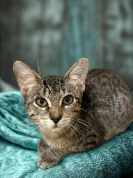 Rescue Tabby and Domestic Short Hair Cats for Adoption in Houston, Texas - Carol | PetCurious