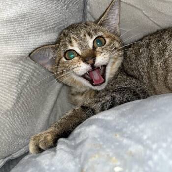 Domestic Short Hair Cats Available for Adoption - Nebula 3341 | PetCurious