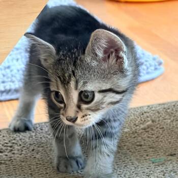 Percy -  Domestic Short Hair Cat for Adoption in Franklin, Tennessee - Percy | PetCurious