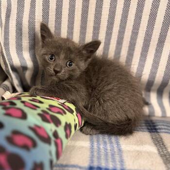 Amber -  Domestic Short Hair Cat for Adoption in Lanett, Alabama - Amber | PetCurious