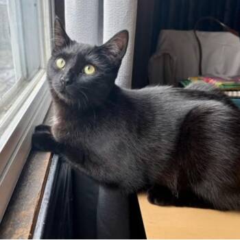 Domestic Short Hair Cats Available for Adoption - Cheese | PetCurious