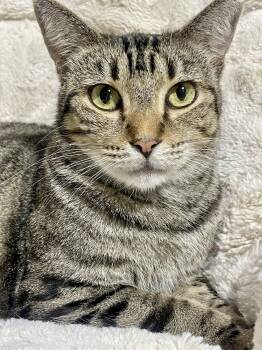Rescue Tabby Cats for Adoption in Palmetto Bay, Florida - Pretty Kitty | PetCurious