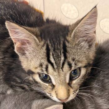 Domestic Short Hair Cats Available for Adoption in Evansville, Indiana - Mario | PetCurious