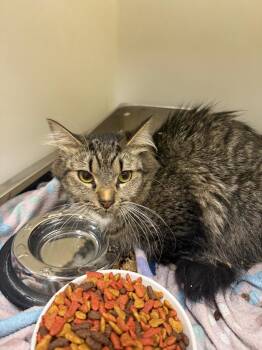 Sky -  Domestic Medium Hair Cat Available for Adoption in Douglasville, Georgia - Sky | PetCurious