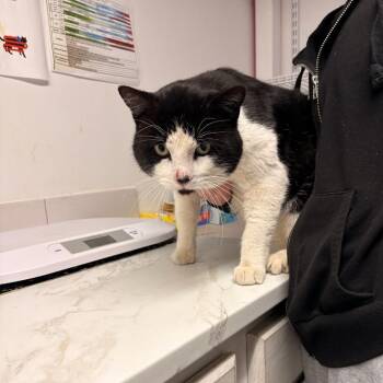 Domestic Short Hair Cats Available for Adoption - Jay Cee | PetCurious