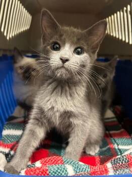 Russian Blue Cats Available for Adoption - Ollie | PetCurious