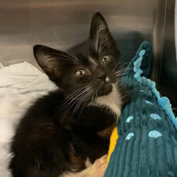 Rescue Domestic Short Hair Cats for Adoption in Los Angeles, California - Bayani | PetCurious