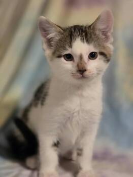 Rescue Domestic Short Hair Cats for Adoption in Albany, Wisconsin - Pepito | PetCurious