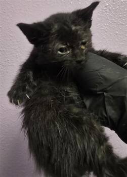 61188457 -  Domestic Short Hair Cat for Adoption in El Paso, Texas - 61188457 | PetCurious