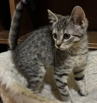Anya -  Domestic Short Hair Cat for Adoption in Kenosha, Wisconsin - Anya | PetCurious