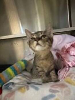 Grill Out -  Domestic Short Hair Cat Available for Adoption in Manitowoc, Wisconsin - Grill Out | PetCurious