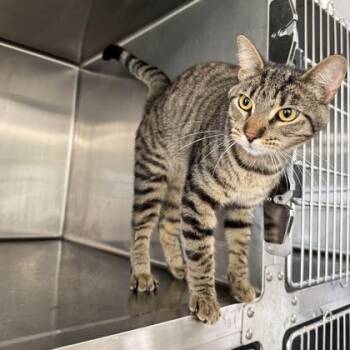 Shorty -  Domestic Short Hair Cat for Adoption in Fort Worth, Texas - Shorty | PetCurious
