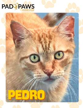Pedro the Cuddle Bug -  Domestic Short Hair Cat for Adoption in Jersey City, New Jersey - Pedro The Cuddle Bug | PetCurious
