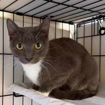 Lucia -  Domestic Short Hair Cat for Adoption in Candler, North Carolina - Lucia | PetCurious