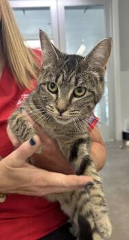 Princess -  Domestic Short Hair Cat for Adoption in West Chester, Pennsylvania - Princess | PetCurious