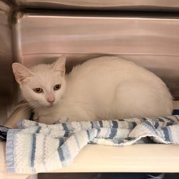 Rabbit -  Domestic Short Hair Cat for Adoption in Indianapolis, Indiana - Rabbit | PetCurious