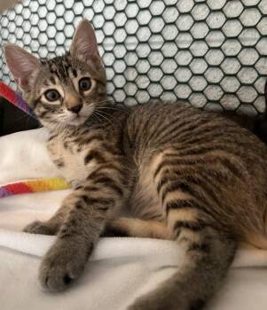 Porridge -  Domestic Short Hair Cat for Adoption in Cottonwood, Arizona - Porridge | PetCurious