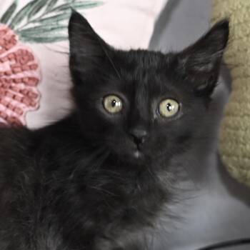 Edward -  Domestic Long Hair Cat for Adoption in Liverpool, Texas - Edward | PetCurious