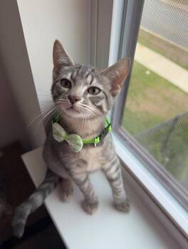 Rescue Tabby Cats for Adoption in Frederick, Maryland - Muffin | PetCurious