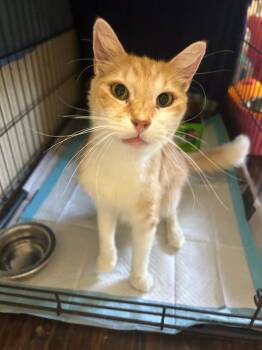 Rescue Domestic Short Hair Cats for Adoption in Quail Heights, Florida - Conan | PetCurious