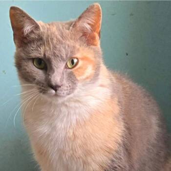 Domestic Short Hair Cats Available for Adoption in Merrifield, Virginia - Rebecca Tarkitty (mother Of Keeley) | PetCurious