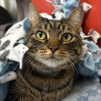 Domestic Short Hair Cats Available for Adoption - Tig | PetCurious