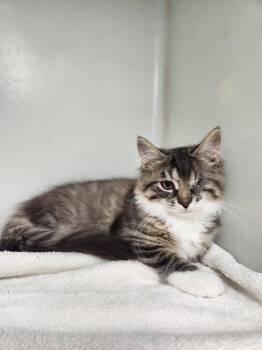 Birdie #2 -  Domestic Long Hair and Tabby Cat for Adoption in Westfield, Wisconsin - Birdie #2 | PetCurious