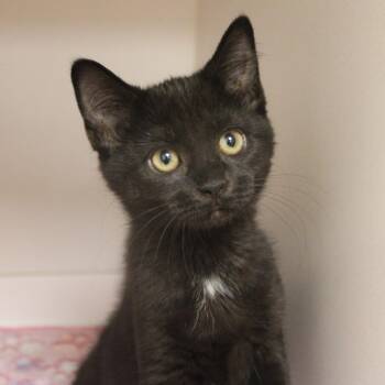 Triumph -  Domestic Short Hair Cat for Adoption in Champaign, Illinois - Triumph | PetCurious
