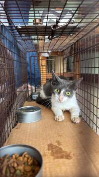 Husemann Feral 18 -  Domestic Short Hair Cat for Adoption in New Braunfels, Texas - Husemann Feral 18 | PetCurious