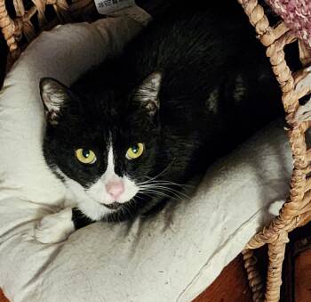 Dollar (FCID# 04/15/2026 - 42) C -  Tuxedo Cat for Adoption in Greenville, Delaware - Dollar (FCID# 04/15/2026 - 42) C | PetCurious