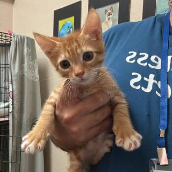 Domestic Short Hair Cats Available for Adoption in Chino Hills, California - Cheddar - Chino Hills Location | PetCurious
