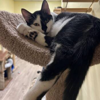 Bugsy -  Domestic Short Hair Cat for Adoption in Margate, Florida - Bugsy | PetCurious