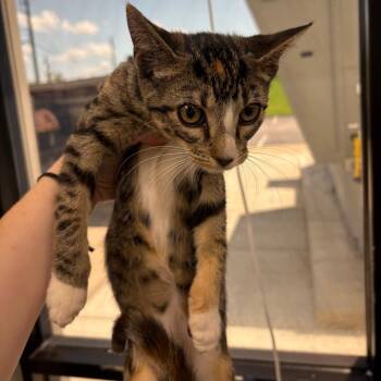 Orange Juice -  Domestic Short Hair Cat for Adoption in Columbiana, Alabama - Orange Juice | PetCurious