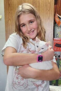 Malina Loves to perch on a shoulder -  Siamese and Domestic Short Hair Cat for Adoption in Fayetteville, Arkansas - Malina Loves To Perch On A Shoulder | PetCurious