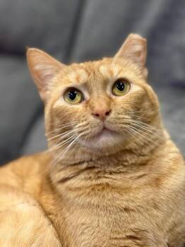 Tabby and Domestic Short Hair Cats Available for Adoption in Friendswood, Texas - Sabine Davey | PetCurious