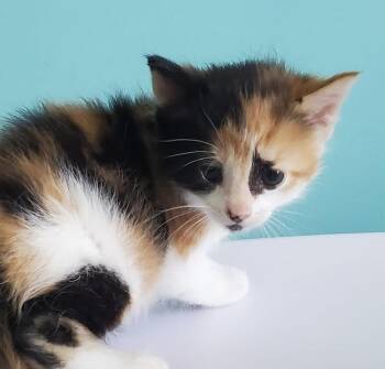 Rescue Domestic Long Hair and Calico Cats for Adoption in Lemont, Illinois - Ginny | PetCurious