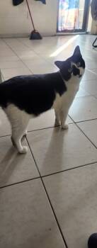 Rescue Domestic Short Hair Cats for Adoption in New York, New York - Lucky Kentucky | PetCurious