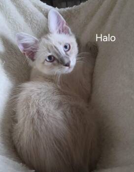Halo the Lynx Pt Siamese Kitten -  Siamese Cat for Adoption in Oviedo, Florida - Halo The Lynx Pt Siamese Kitten | PetCurious