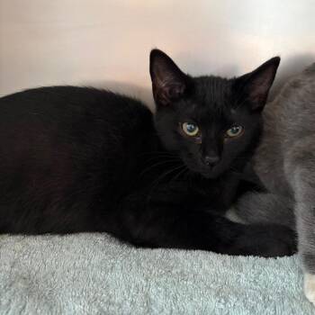 Bilbo -  Domestic Short Hair Cat for Adoption in Council Bluffs, Iowa - Bilbo | PetCurious