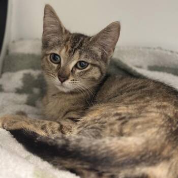 Doralee -  Domestic Short Hair Cat for Adoption in Matteson, Illinois - Doralee | PetCurious