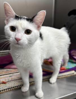 Domestic Short Hair Cats Available for Adoption - Lace | PetCurious