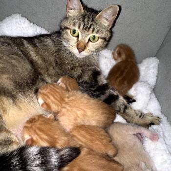 Zoila -  Domestic Short Hair Cat for Adoption in Los Angeles, California - Zoila | PetCurious