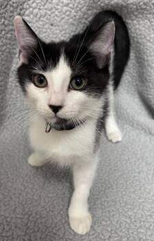 Thistle -  Domestic Short Hair Cat for Adoption in Madison, Georgia - Thistle | PetCurious
