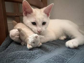 The Planet Kittens -  Domestic Short Hair Cat for Adoption in Worcester, Massachusetts - The Planet Kittens | PetCurious