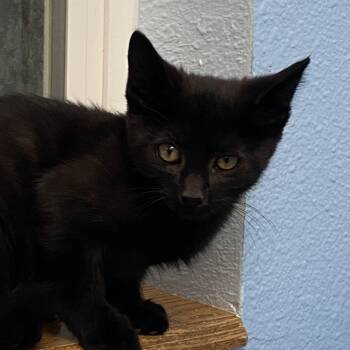 Salem -  Domestic Short Hair Cat for Adoption in Choteau, Montana - Salem | PetCurious
