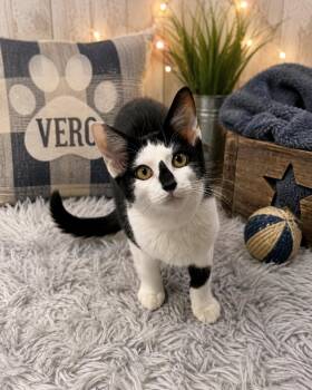 Vero -  Domestic Short Hair Cat for Adoption in Tavares, Florida - Vero | PetCurious