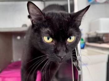 Wednesday -  Domestic Short Hair Cat Available for Adoption in Powell, Ohio - Wednesday | PetCurious
