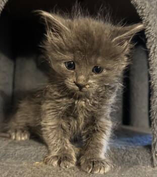 Bugsy -  Domestic Short Hair Cat for Adoption in Fruit Heights, Utah - Bugsy | PetCurious